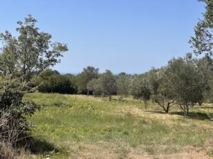 Istra nekretnine