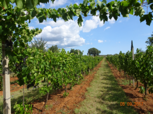 VINOGRAD MEDULIN